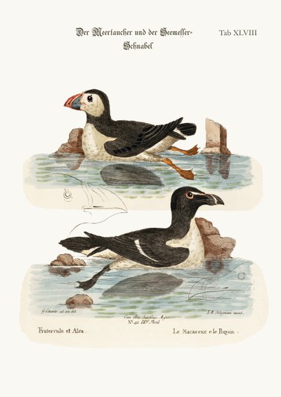 The Puffin, and the Razor-bill, 1749-73 by George Edwards